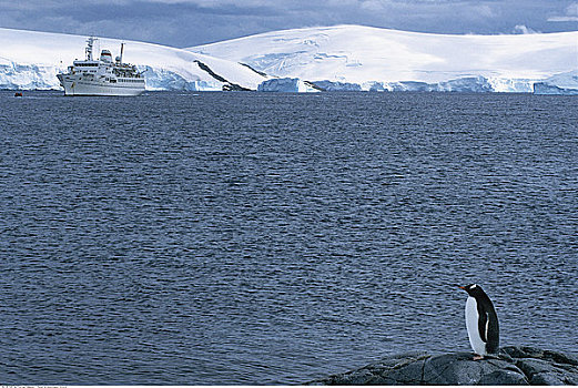 巴布亚企鹅,港口,南极