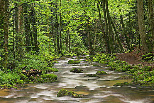 粗糙,溪流,黑森林,巴登巴登,巴登符腾堡,德国