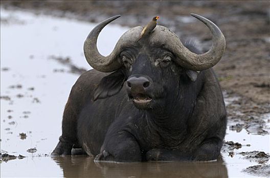 非洲水牛,降温,沐浴,马赛马拉国家保护区,肯尼亚,东非