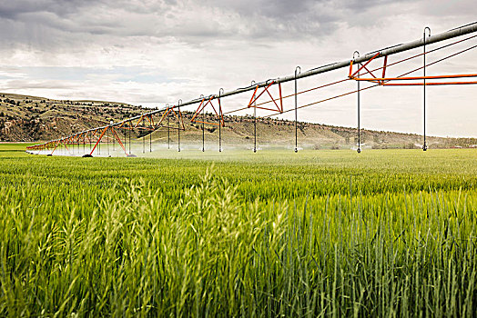 灌溉,农田,蒙大拿,美国