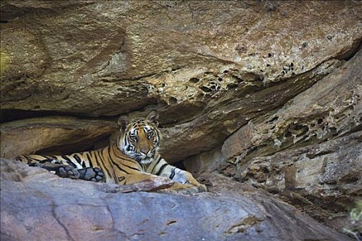 孟加拉虎,虎,老,幼小,休息,洞穴,高温,白天,干燥,季节,班德哈维夫国家公园,印度