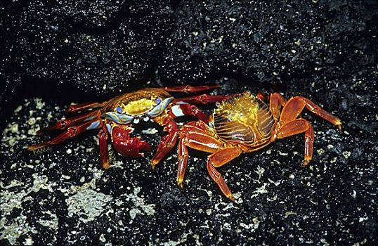 螃蟹,方蟹,加拉帕戈斯