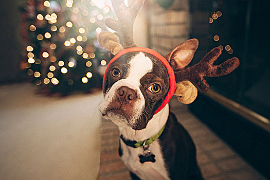 波士顿犬,穿,喜庆,鹿角,正面,圣诞树,看镜头