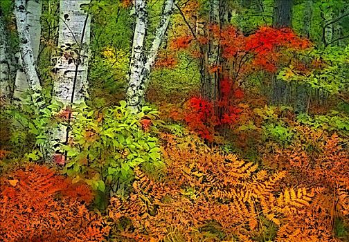 树林,秋色,靠近,河,新斯科舍省,加拿大