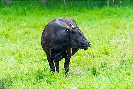 黑色,母牛,绿色,草场