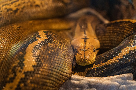 海洋馆水族馆动物园网纹蟒蛇
