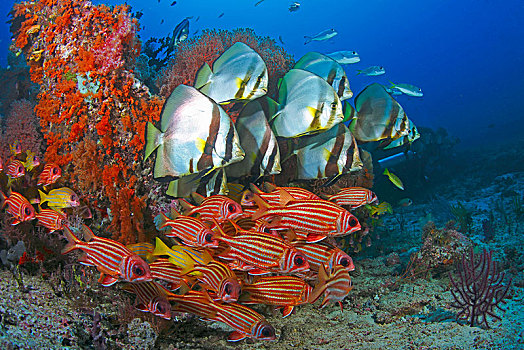 珊瑚礁,蝙蝠鱼,燕鱼属,鲷鱼,四带笛鲷,四王群岛,伊里安查亚省,印度尼西亚,亚洲