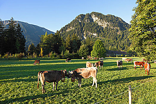 母牛,草场,穿,铃,地区,区域,斯瓦比亚,巴伐利亚,德国,欧洲