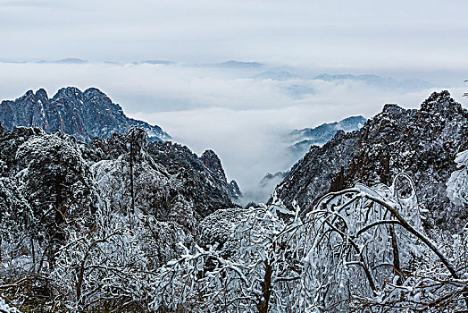 雪后黄山树挂