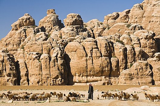 绵羊,放牧,约旦