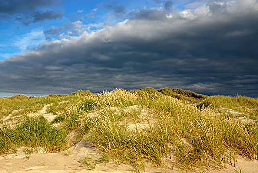 沙丘景观,沙丘,欧洲,滨草,草,正面,靠近,北方,日德兰半岛,丹麦