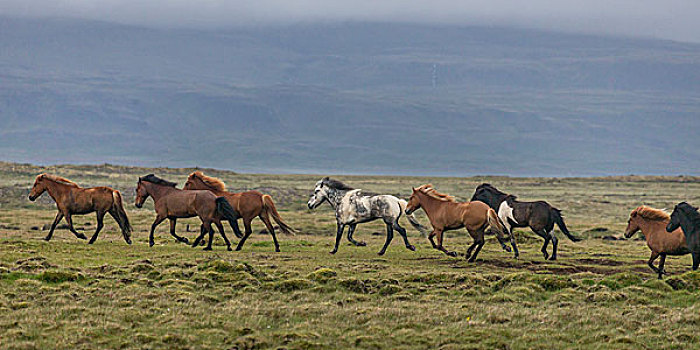 马,跑,乡村,冰岛