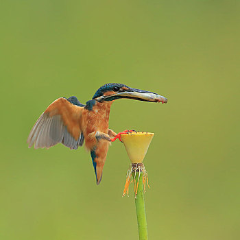 一只飞版捕鱼的翠鸟