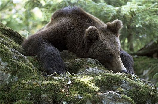 欧亚混血,棕熊,熊,躺着,石头,肖像