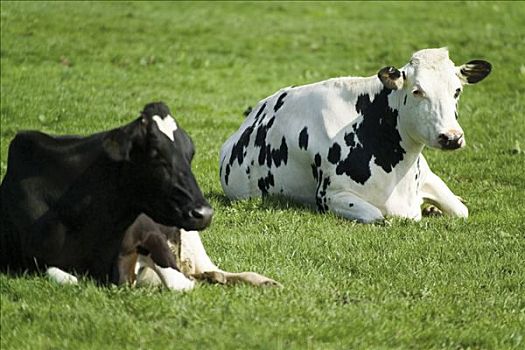 两个,黑白,黑白花牛,母牛,躺着,草场