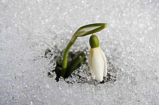 雪花莲,雪,遮盖,地面