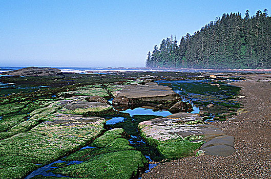 西海岸小径,海岸线,河,温哥华岛,不列颠哥伦比亚省,加拿大