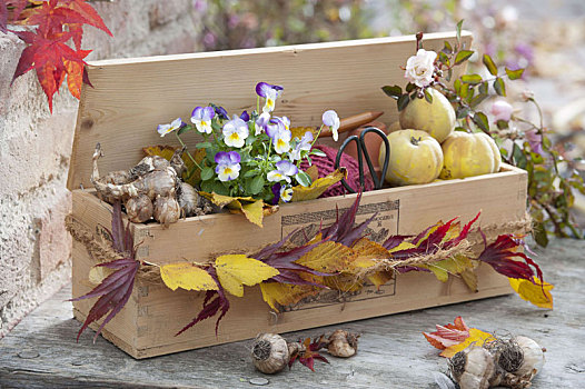 礼物,花园,朋友,木盒,洋葱,水仙
