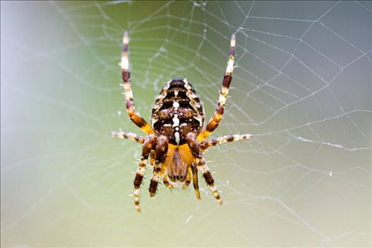园蛛,十字园蛛,蜘蛛网