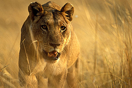 非洲,博茨瓦纳,莫雷米禁猎区,雌狮,狮子,走,高草,靠近