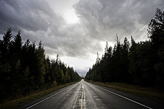 乡村道路,树林,雨天,蒙大拿,美国