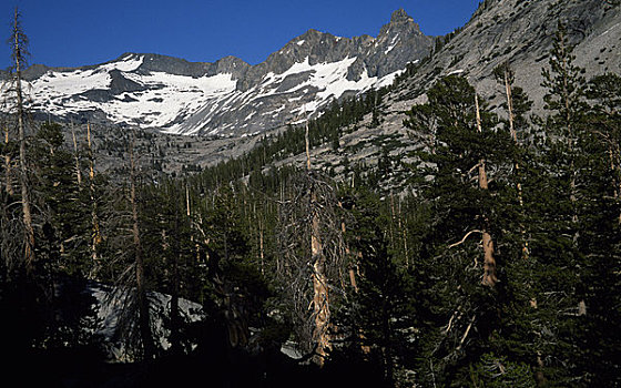 树,树林,优胜美地国家公园,加利福尼亚,美国