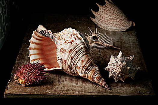 种类,海贝,壳,自然,贝壳,软体动物