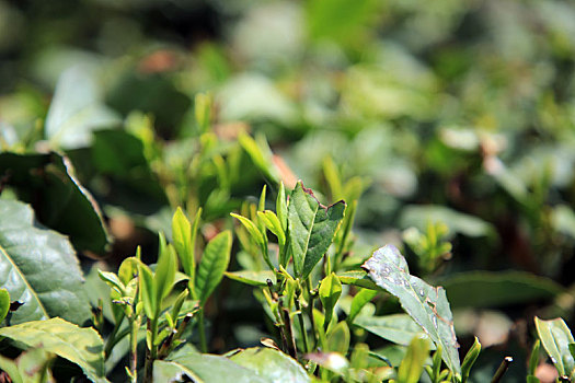 山东省日照市,正是春茶采摘季,茶园里茶香四溢吸引游客来打卡