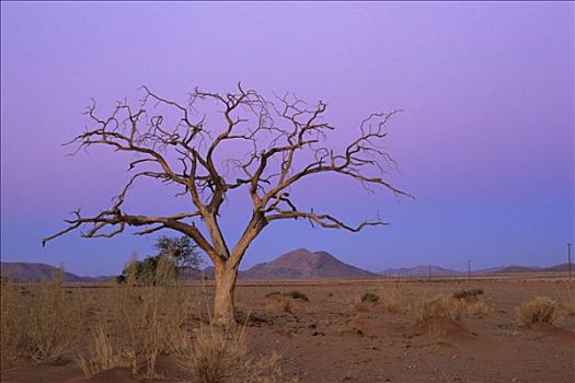 纳米比亚,纳米布沙漠,树,日落