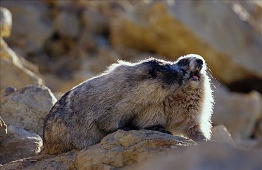 灰白,土拨鼠,一对,坐,石头,德纳里国家公园,阿拉斯加