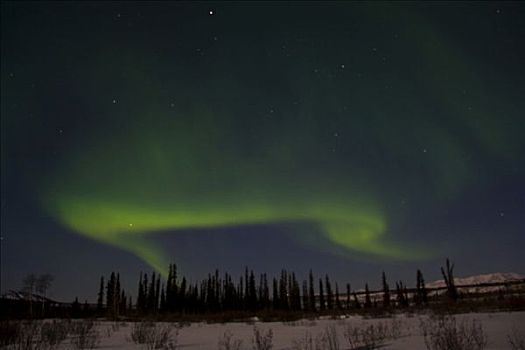 绿色,北极光,上方,山谷,树,剪影,育空地区,加拿大