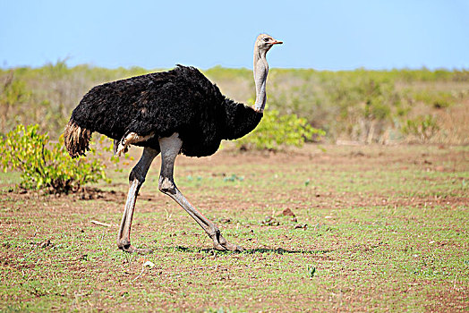 南非,鸵鸟,鸵鸟属,骆驼,成年,雄性,跑,克鲁格国家公园,非洲