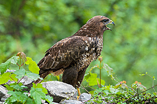 美国兀鹰,鵟,保护区,提洛尔,奥地利,欧洲