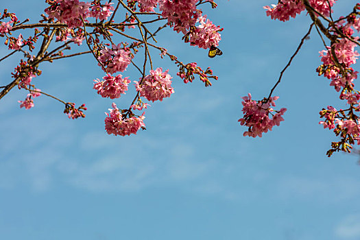 春暖花开樱花背景图