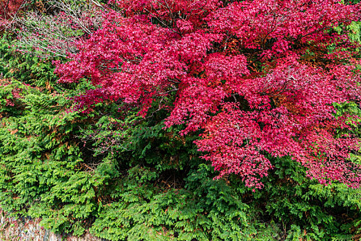日本京都秋季枫叶林,红色枫叶与绿叶背景