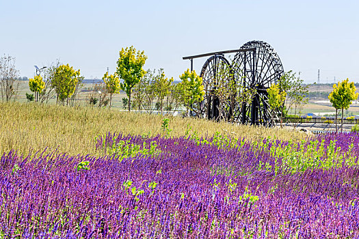夏初盛开的大片的紫色薰衣草花田,拍摄于山东省安丘市齐鲁酒地景区