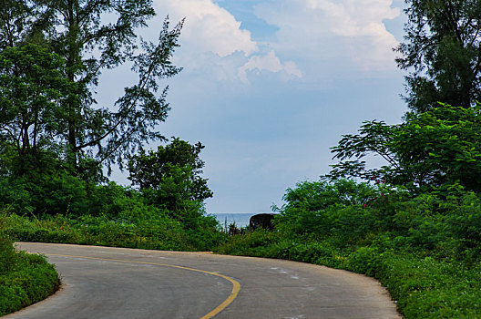 马路,路,道路,公路,小路,小道,水泥路,路线,出行,郊外,野外,乡村,茂密,植物,林荫,树林,树丛,绿地,植被,绿色,无人,方向,白天,运输,线条,弯道,弯曲