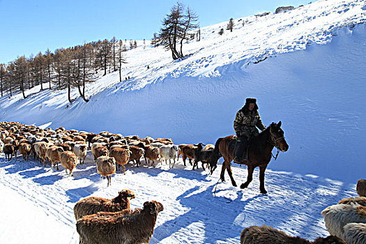 东天山雪韵