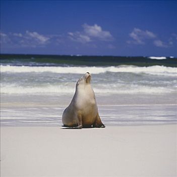 海豹,袋鼠,岛屿,澳大利亚