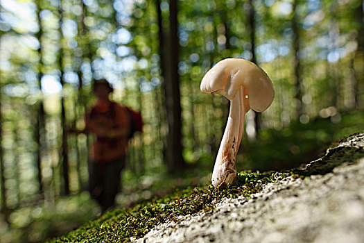 小,蘑菇,树林,国家公园,区域,克罗地亚,欧洲