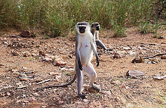 长尾黑颚猴,绿猴,雌性,后腿站立,肯尼亚