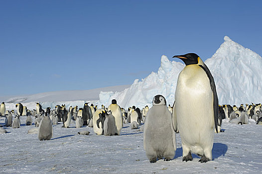 南极,威德尔海,雪丘岛,帝企鹅,生物群,成年,幼禽,前景