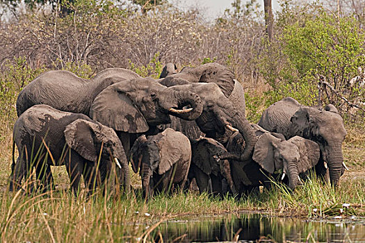 大象,非洲象,国家公园,纳米比亚