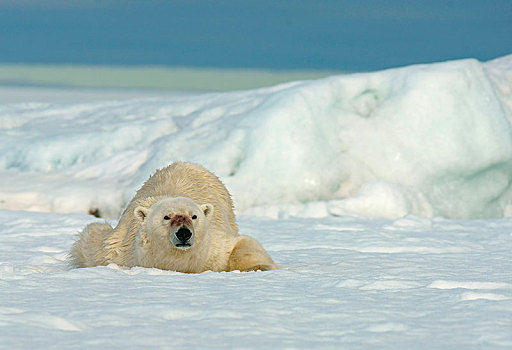 北极熊,卧,雪地,斯瓦尔巴特群岛,挪威,北极,欧洲