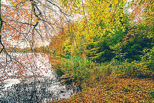 秋天风景,大,枝条,伸展,上方,暗色,湖,秋天,彩色,秋叶,反射,水