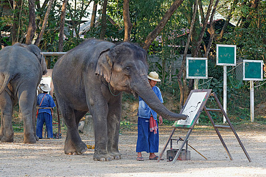 亚洲象,象属,描绘,大象,表演,露营,清迈,北方,泰国,亚洲