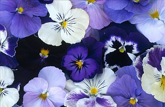 紫罗兰,堇菜属,花,紫色,欧洲,北美