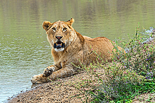 雌狮,水上,塞伦盖蒂,坦桑尼亚,非洲