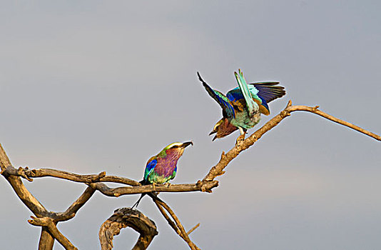 紫胸佛法僧鸟,紫胸佛法僧,马赛马拉,肯尼亚,非洲