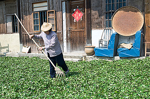 弄干,茶叶,丰收,福建,中国,五月,2009年